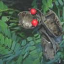 http://www.russischblauw.info/giftigeplanten/tuinplantenAbrus-precatorius_Paternosterboontje.jpg