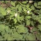 http://www.russischblauw.info/giftigeplanten/tuinplantenActea-pachypoda_Christoffelkruid.jpg
