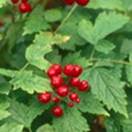 http://www.russischblauw.info/giftigeplanten/tuinplantenActea-rubra_Christoffelkruid.jpg