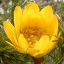 http://www.russischblauw.info/giftigeplanten/tuinplantenAdonis-vernalis_Adonisroosje.jpg