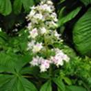 http://www.russischblauw.info/giftigeplanten/tuinplantenAesculus-hippocastanum_Paardekastanje.jpg