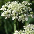 http://www.russischblauw.info/giftigeplanten/tuinplantenAethusa-cynapium_Hondspeterselie.jpg