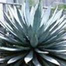 http://www.russischblauw.info/giftigeplanten/tuinplantenAgavaceae_Agave.jpg