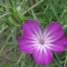 http://www.russischblauw.info/giftigeplanten/tuinplantenAgrostemma-githago_Bolderik.jpg