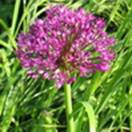 http://www.russischblauw.info/giftigeplanten/tuinplantenAllium_Sierui.jpg