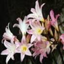 http://www.russischblauw.info/giftigeplanten/tuinplantenAmaryllis_belladonna_lelie.jpg
