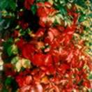 http://www.russischblauw.info/giftigeplanten/tuinplantenAmpelopsis-quinquefolia_Wingerd.jpg