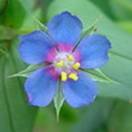 http://www.russischblauw.info/giftigeplanten/tuinplantenAnagallis-arvensis_BlauwGuichelheil.jpg