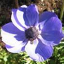 http://www.russischblauw.info/giftigeplanten/tuinplantenAnemone_Anemoon.jpg