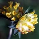 http://www.russischblauw.info/giftigeplanten/tuinplantenAnthyllis-vulneraria_%20Wondklaver.jpg