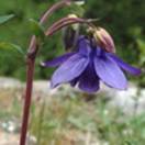 http://www.russischblauw.info/giftigeplanten/tuinplantenAquilegia-vulgaris_Akelei.jpg