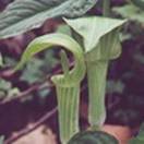 http://www.russischblauw.info/giftigeplanten/tuinplantenArisaema-triphyllum_Jan_op_de_Preekstoel.jpg