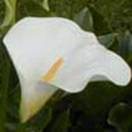 http://www.russischblauw.info/giftigeplanten/tuinplantenArum%20_Aronskelk.jpg