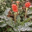 http://www.russischblauw.info/giftigeplanten/tuinplantenArum-maculatum_Gevlekte-aronskelk.jpg
