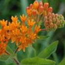 http://www.russischblauw.info/giftigeplanten/tuinplantenAsclepias-tuberosa_Zijdeplant.jpg