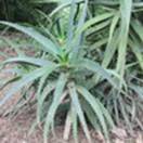 http://www.russischblauw.info/giftigeplanten/tuinplantenAsphodelaceae_Aloe-vera.jpg