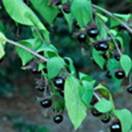 http://www.russischblauw.info/giftigeplanten/tuinplantenAtropa-belladonna_Wolfskers.jpg