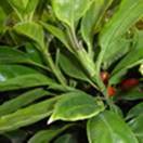 http://www.russischblauw.info/giftigeplanten/tuinplantenAucuba-japonica_Broodboom.jpg