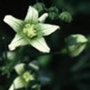 http://www.russischblauw.info/giftigeplanten/tuinplantenBryonia-cretica%20_Heggerank.jpg