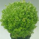 http://www.russischblauw.info/giftigeplanten/tuinplantenBuxus-sempervirens_Palmboom.jpg