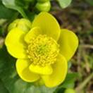 http://www.russischblauw.info/giftigeplanten/tuinplantenCaltha-palustris_Dotterbloem.jpg
