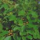 http://www.russischblauw.info/giftigeplanten/tuinplantenCelastrus_Boomwurger.jpg