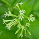 http://www.russischblauw.info/giftigeplanten/tuinplantenCestrum_nocturnum_Nachtjasmijn.jpg