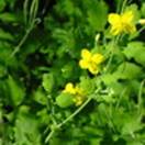http://www.russischblauw.info/giftigeplanten/tuinplantenChelidonium-majus_Stinkende_gouwe_goudswortel.jpg