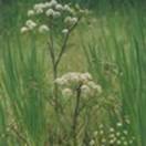 http://www.russischblauw.info/giftigeplanten/tuinplantenCicuta-virosa_Waterscheerling.jpg
