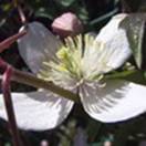 http://www.russischblauw.info/giftigeplanten/tuinplantenClematis-viticella_Italiaanse_Clematis.jpg
