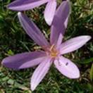 http://www.russischblauw.info/giftigeplanten/tuinplantenColchicum-autumnale_Herfsttijloos.jpg