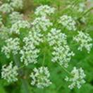 http://www.russischblauw.info/giftigeplanten/tuinplantenConium-maculatum_Gevlekte%20scheerling.jpg