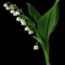 http://www.russischblauw.info/giftigeplanten/tuinplantenConvallaria_majalis_Lelietje_van_dalen.jpg