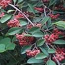 http://www.russischblauw.info/giftigeplanten/tuinplantenCotoneaster-horizontlais_Cotoneaster.jpg