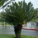 http://www.russischblauw.info/giftigeplanten/tuinplantenCycas-circinalis_Sagopalm.jpg