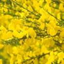 http://www.russischblauw.info/giftigeplanten/tuinplantenCytisus-scoparius_Brem.jpg