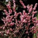 http://www.russischblauw.info/giftigeplanten/tuinplantenDaphne-mezereum_Peperboompje.jpg