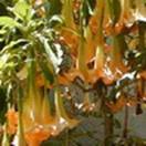 http://www.russischblauw.info/giftigeplanten/tuinplantenDatura_Doornappel.jpg