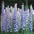 http://www.russischblauw.info/giftigeplanten/tuinplantenDelphinium_Ridderspoor.jpg