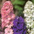 http://www.russischblauw.info/giftigeplanten/tuinplantenDelphinium-ajacis_Ridderspoor.jpg