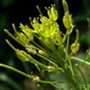 http://www.russischblauw.info/giftigeplanten/tuinplantenDescurainia-sophia_Sofiekruid.jpg