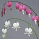 http://www.russischblauw.info/giftigeplanten/tuinplantenDicenta-spectabilis_Gebroken%20hartje.jpg