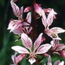 http://www.russischblauw.info/giftigeplanten/tuinplantenDictamnus-albus_Vuurwerkplant.jpg