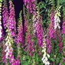 http://www.russischblauw.info/giftigeplanten/tuinplantenDigitalis_purpurea_Vingerhoeds%20kruid.jpg