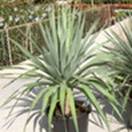 http://www.russischblauw.info/giftigeplanten/tuinplantenDracaena-draco_Drakenboom.jpg