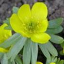 http://www.russischblauw.info/giftigeplanten/tuinplantenEranthis-hyemalis_Winterakoniet.jpg