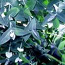 http://www.russischblauw.info/giftigeplanten/tuinplantenEucalyptus-globulus_Eucalyptus.jpg