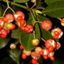 http://www.russischblauw.info/giftigeplanten/tuinplantenEuonymus_japonicus_Japanse_kardinaals_muts.jpg