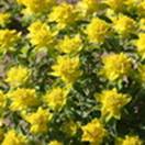 http://www.russischblauw.info/giftigeplanten/tuinplantenEuphorbia-polychroma_Wolfsmelk.jpg