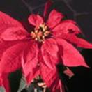 http://www.russischblauw.info/giftigeplanten/tuinplantenEuphorbia-pulcherrima-of-Pointsettia%20pulcherrima_%20Kerstroos.jpg